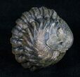 Bumpy, Enrolled Barrandeops (Phacops) Trilobite #10731-2